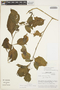Solanum furcatum image