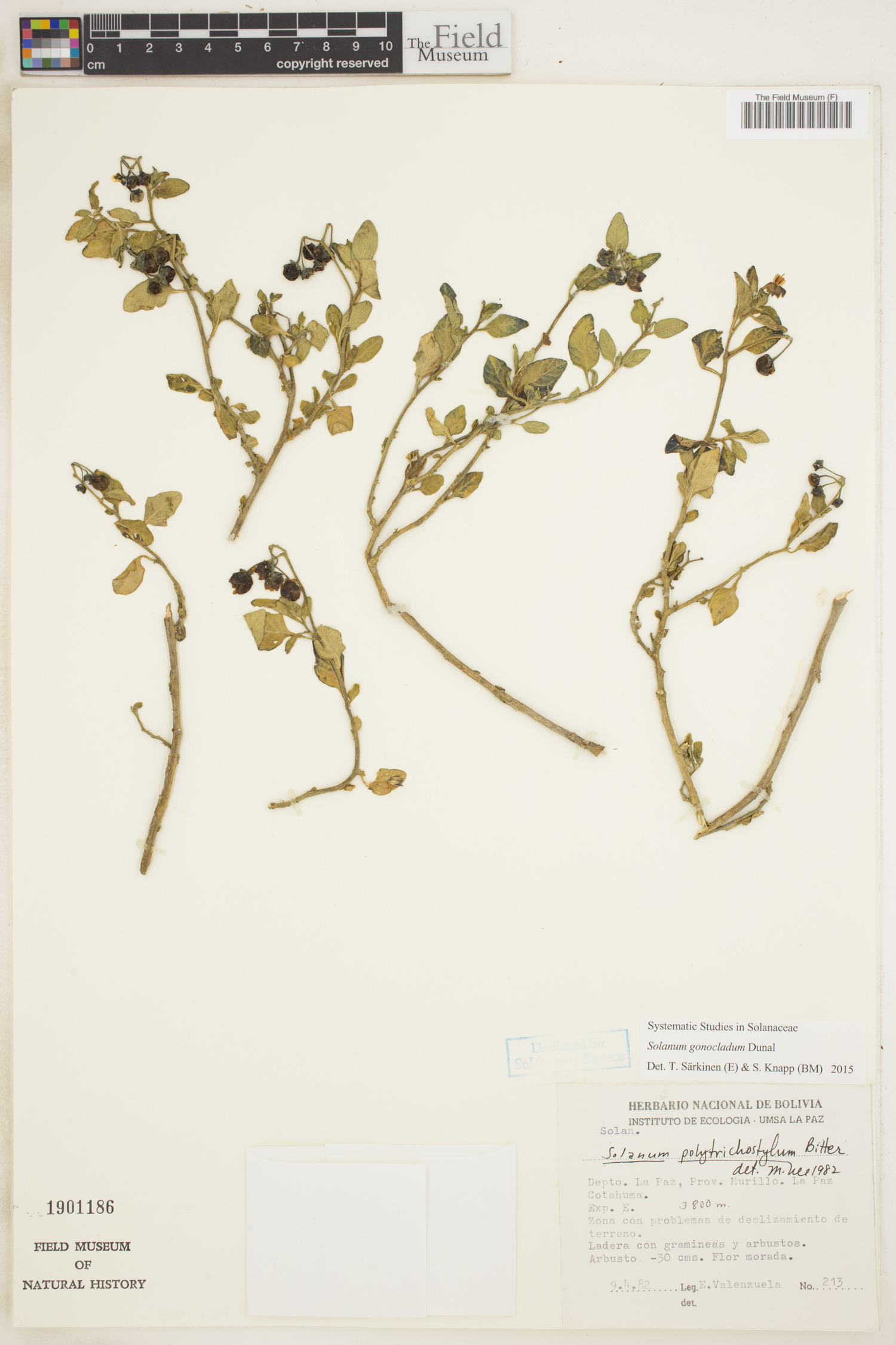 Solanum gonocladum image