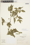 Solanum aloysiifolium image