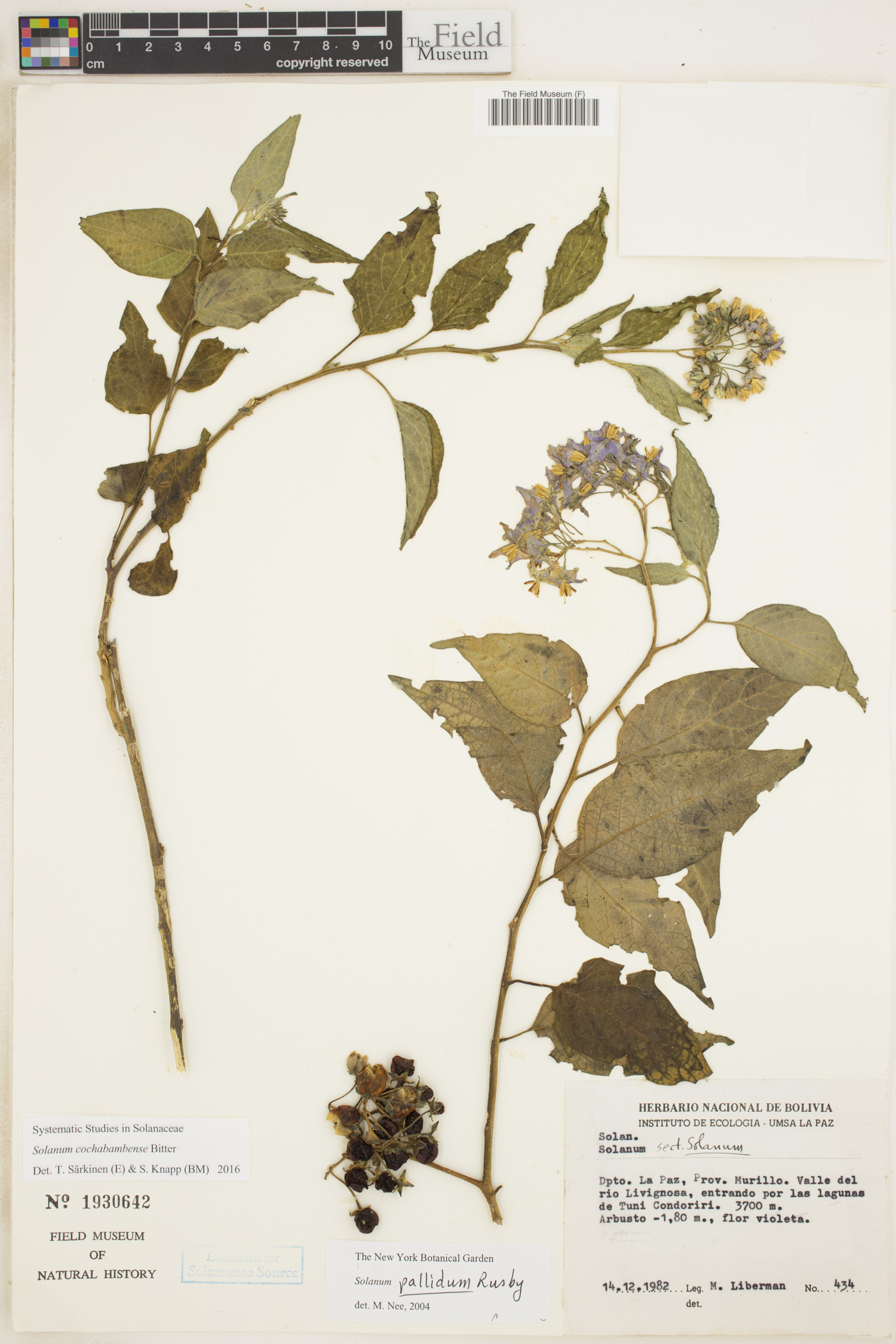 Solanum cochabambense image