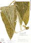 Anthurium consobrinum image