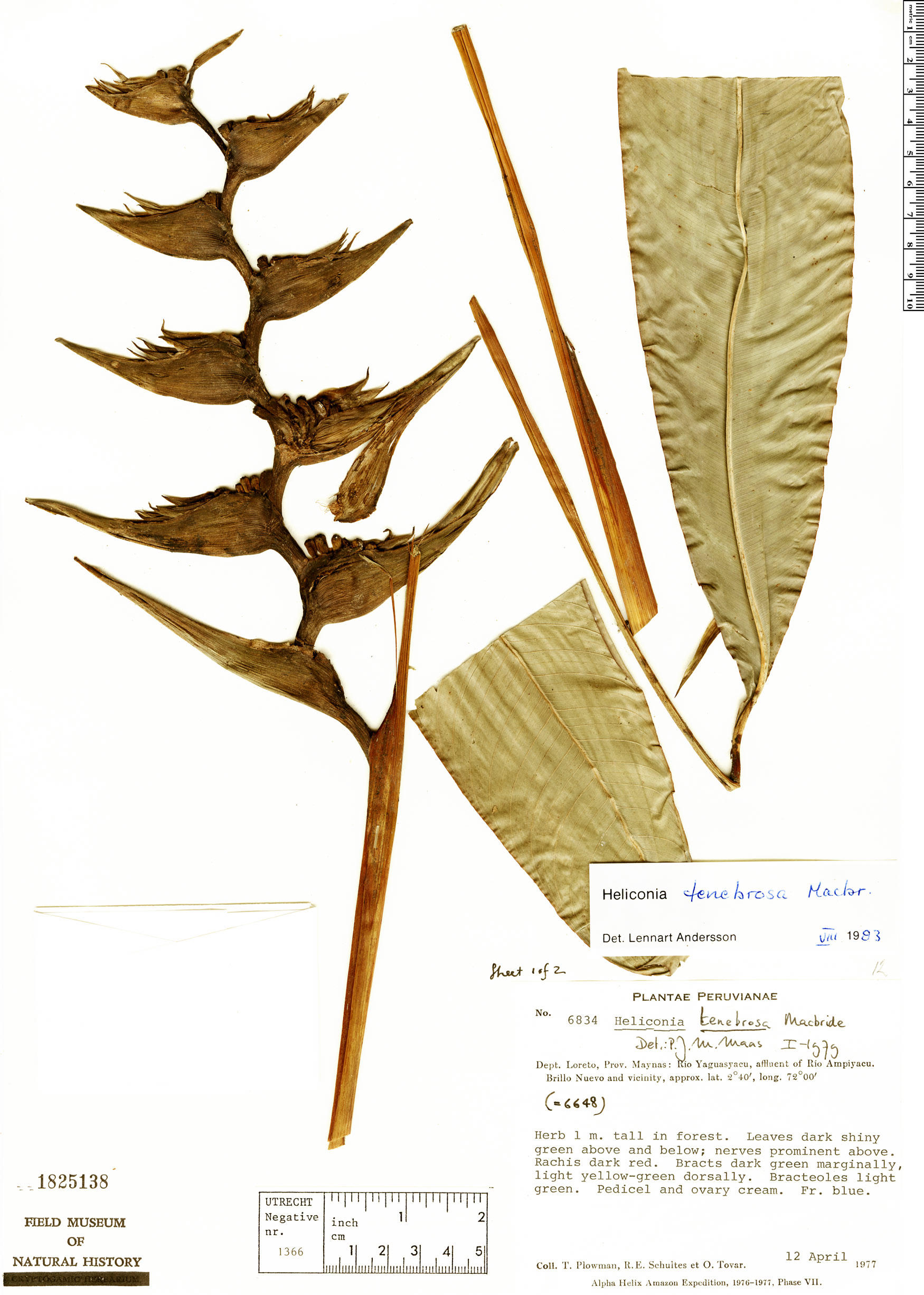 Heliconia tenebrosa image