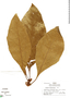 Solanum robustifrons image