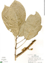 Morisonia oblongifolia image