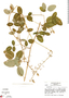 Desmodium axillare image