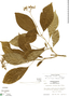 Eumachia microdon image