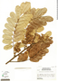 Machaerium biovulatum image