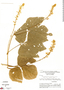 Calopogonium caeruleum image
