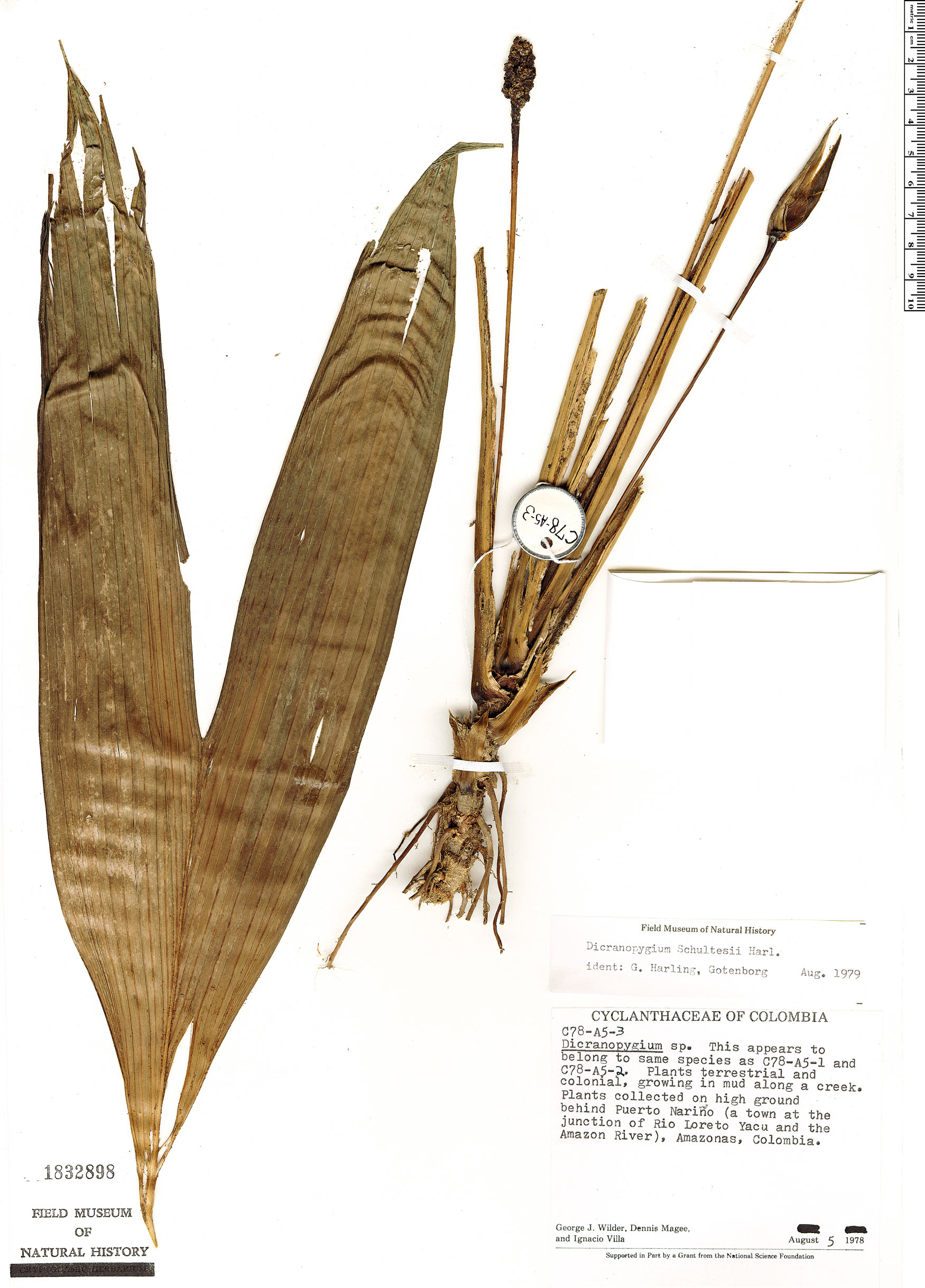 Dicranopygium schultesii image