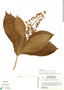 Parathesis donnell-smithii image