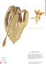 Stanhopea gibbosa image