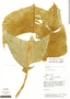 Heliconia fragilis image