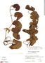 Aristolochia prostrata image