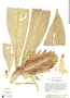Costus leucanthus image