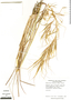 Hyperthelia dissoluta image