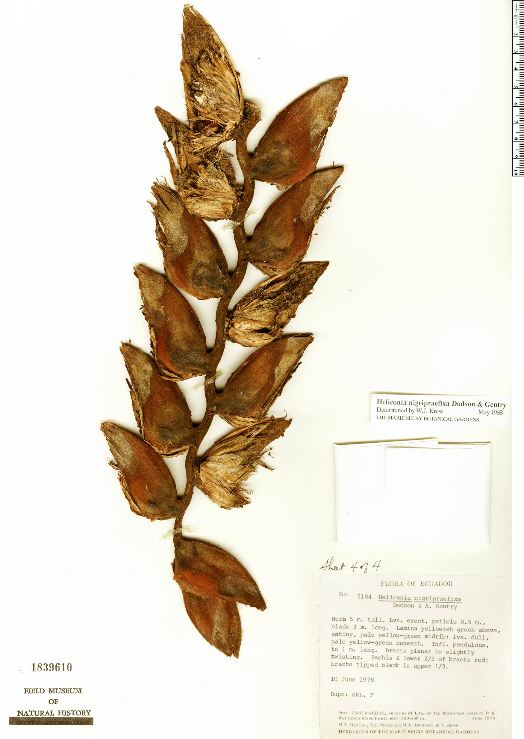 Heliconia nigripraefixa image