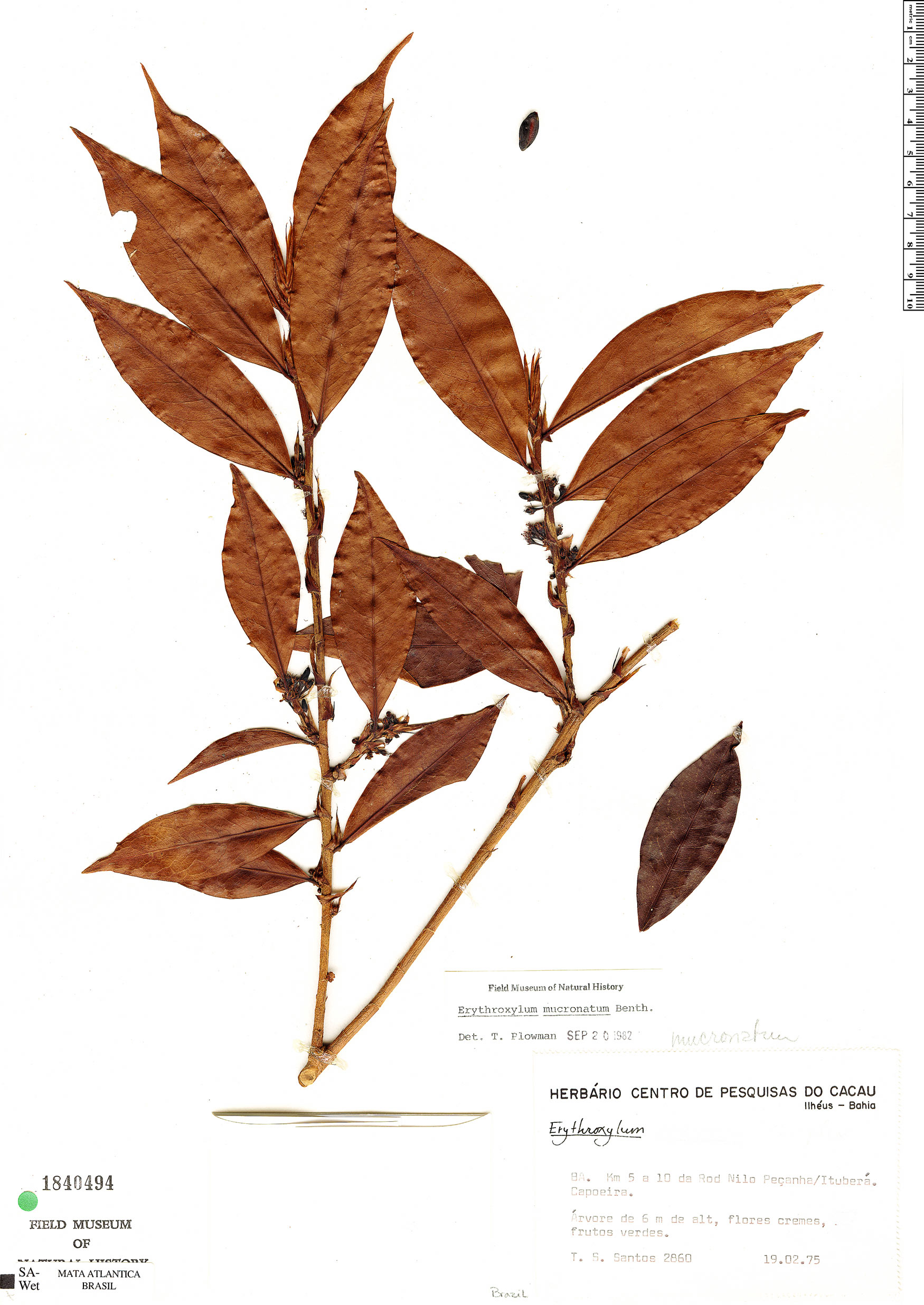 Erythroxylum Mucronatum Herb Rio Rapid Reference The Field Museum