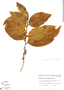 Erythroxylum grandifolium image