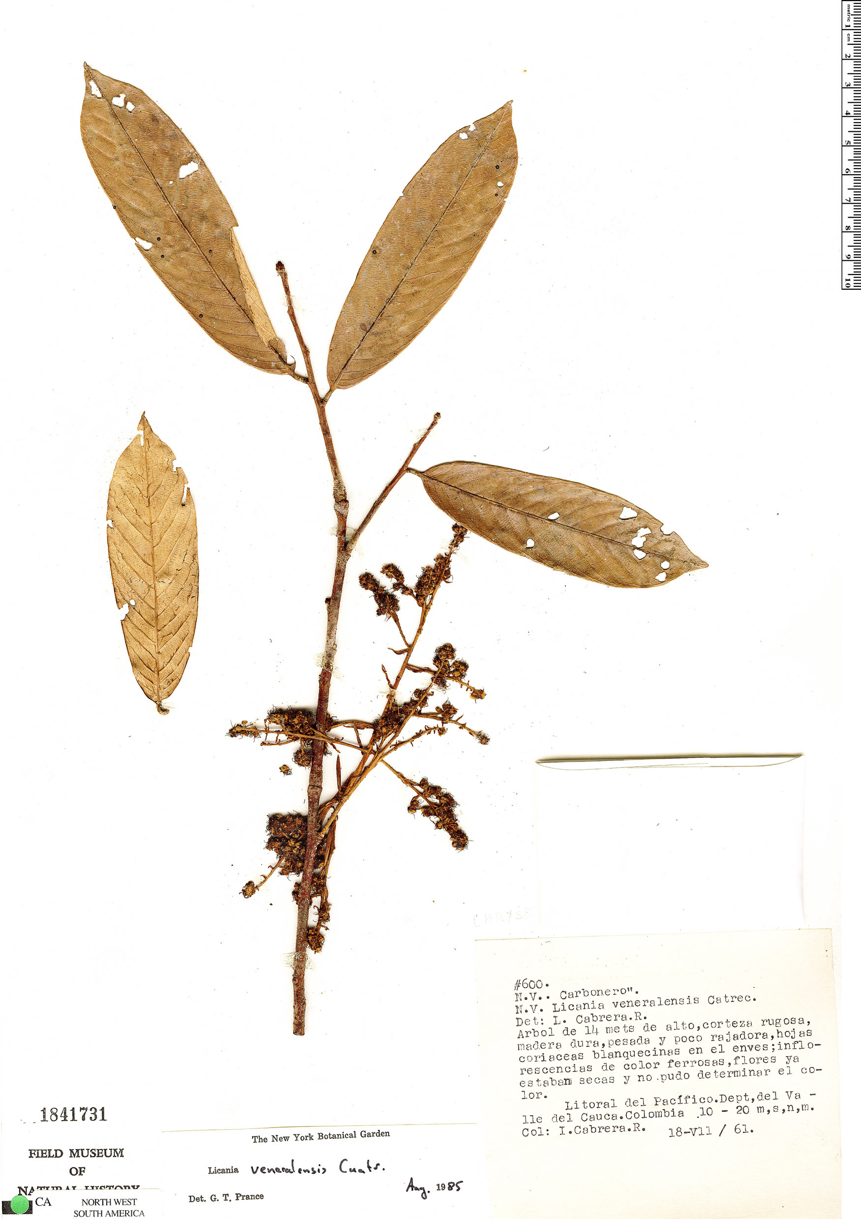 Licania veneralensis image