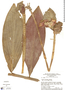 Costus erythrophyllus image