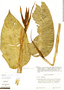 Heliconia densiflora image