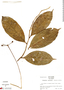 Marcgravia parviflora image