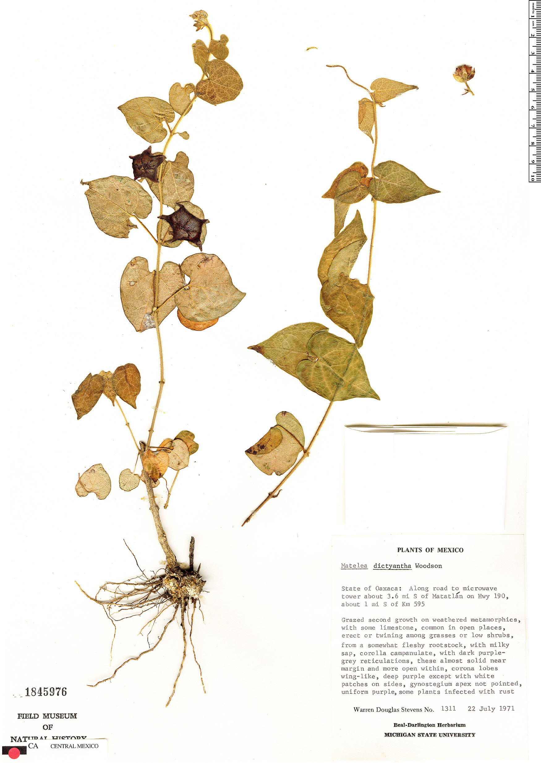 Dictyanthus reticulatus image