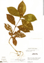 Psychotria trichocephala image