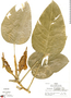 Philodendron divaricatum image