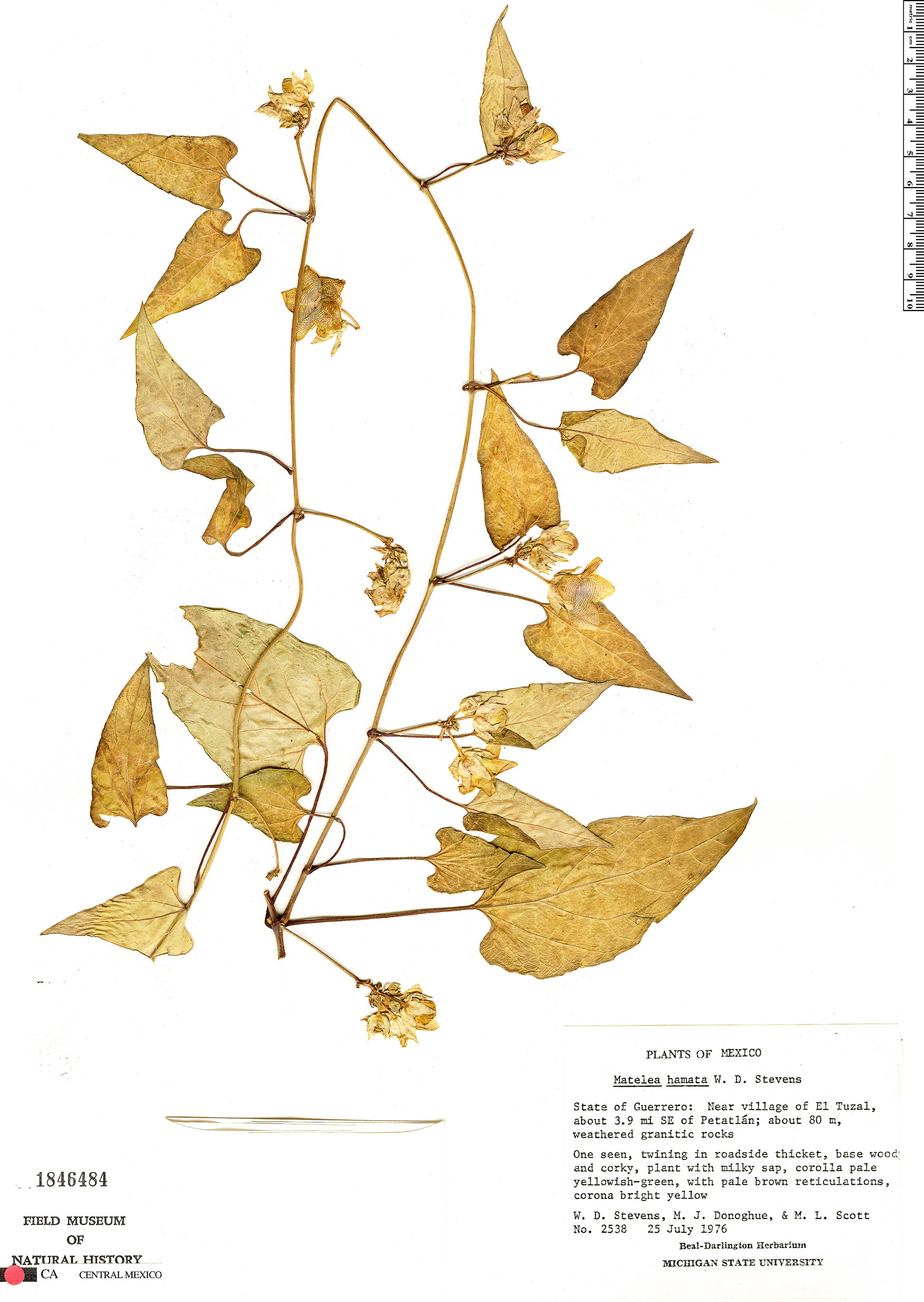 Dictyanthus hamatus image