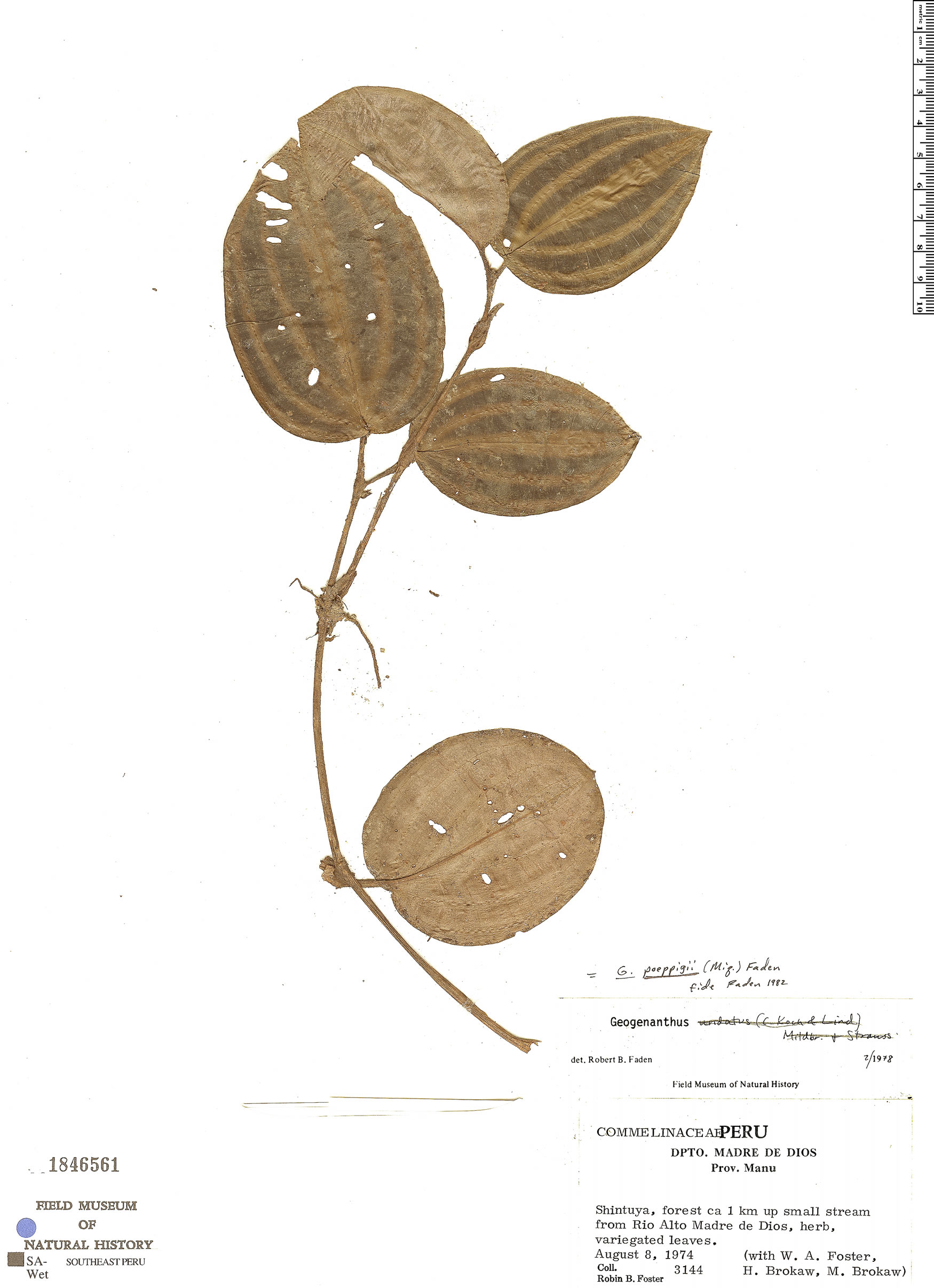 Geogenanthus poeppigii image