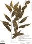 Cestrum salicifolium image
