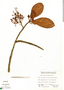 Geissanthus fragrans image