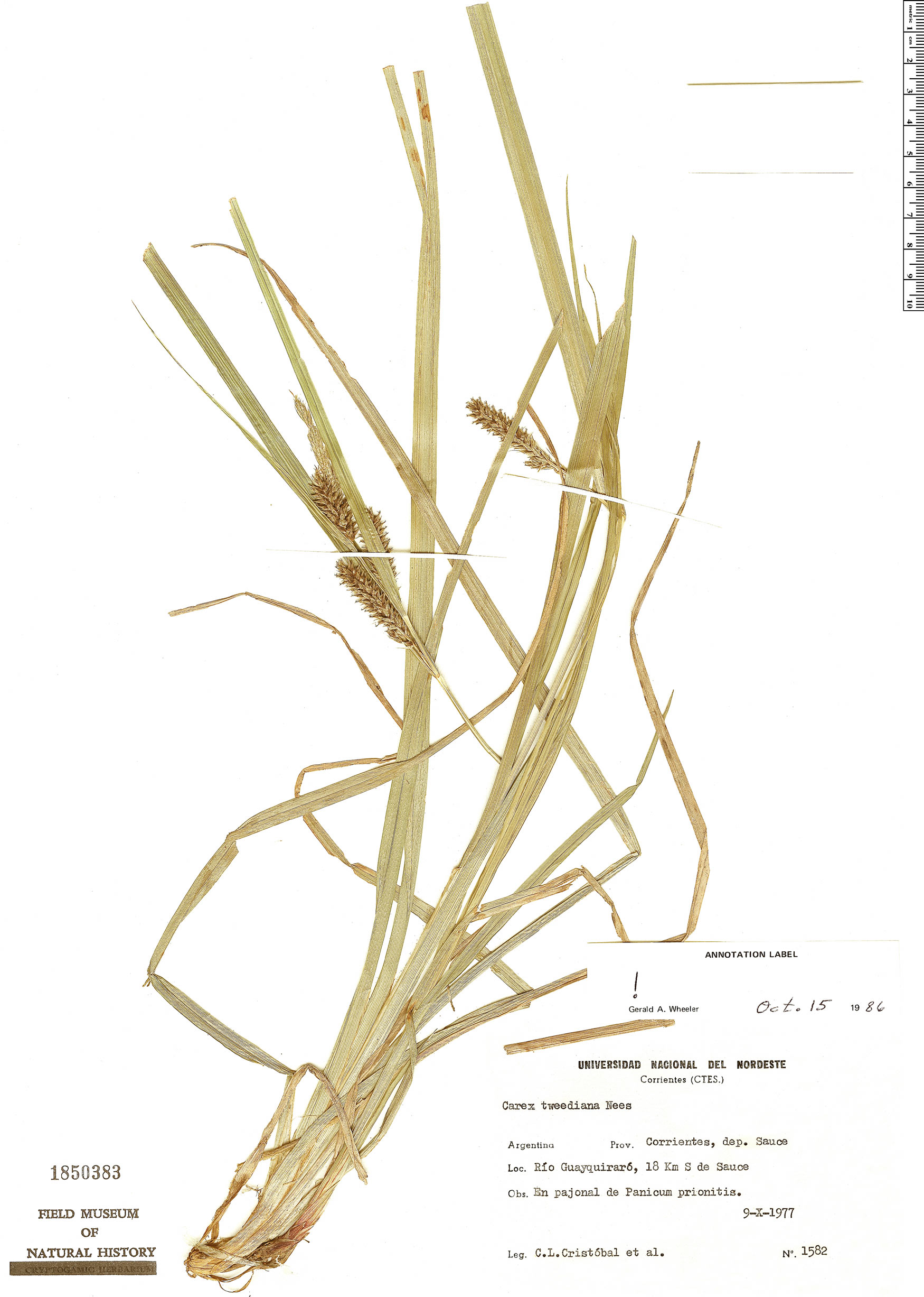 Carex tweedieana image