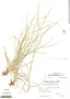 Carex trachycystis image