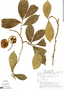 Brunfelsia guianensis image