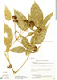 Dendropanax alaris image