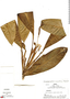 Stenospermation amomifolium image