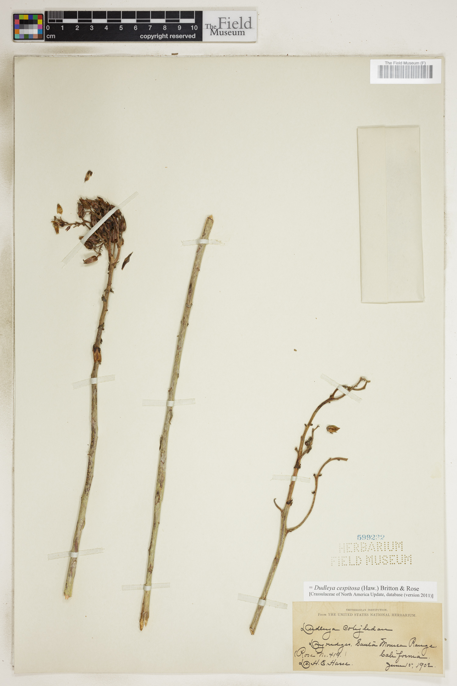 Dudleya cespitosa image