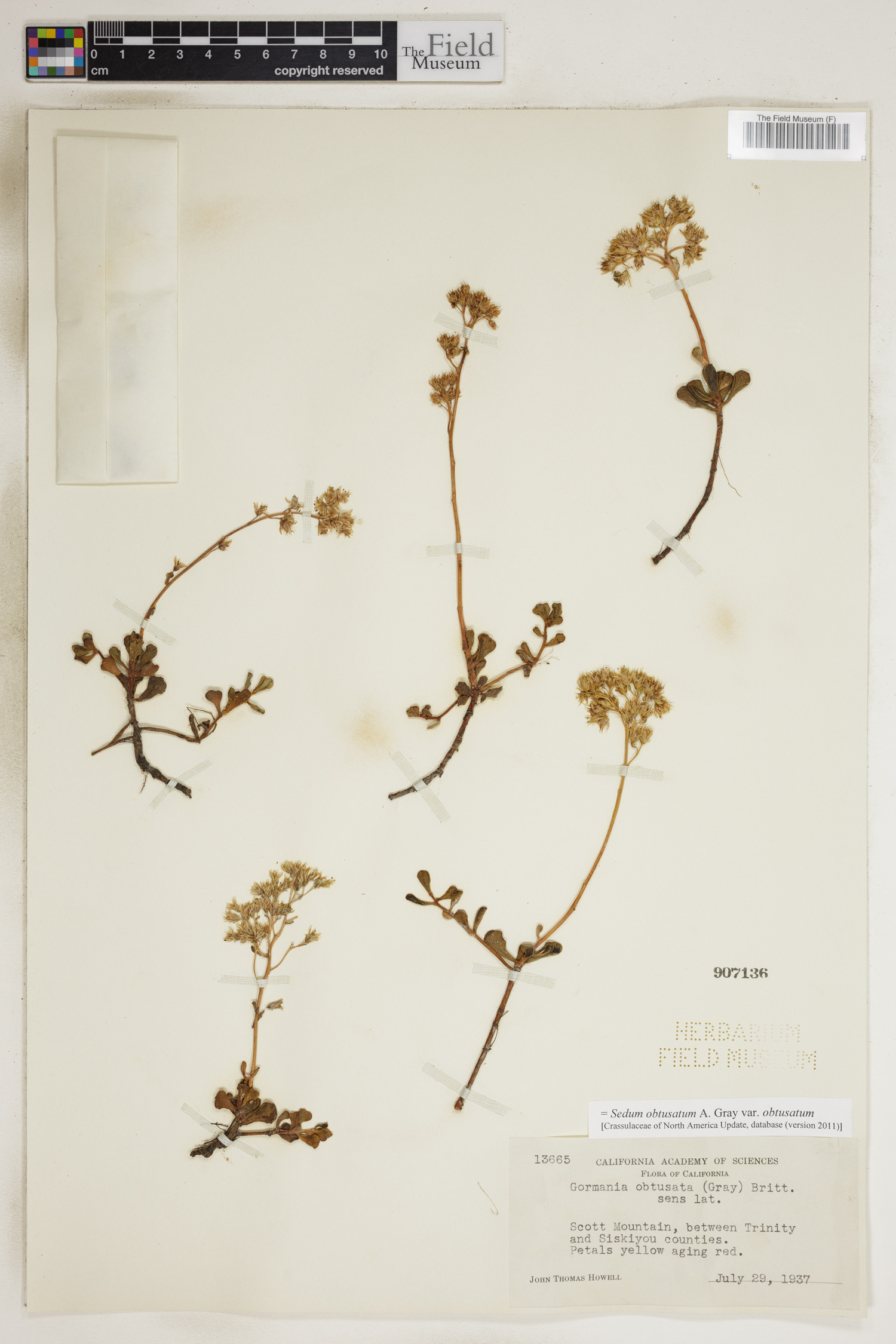 Sedum obtusatum var. obtusatum image