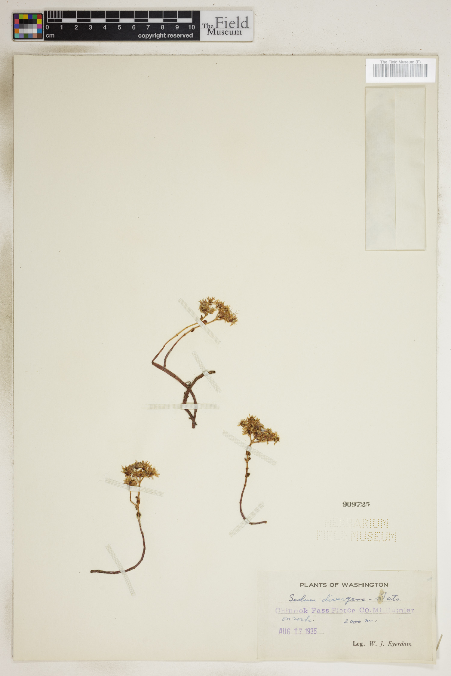 Sedum divergens image