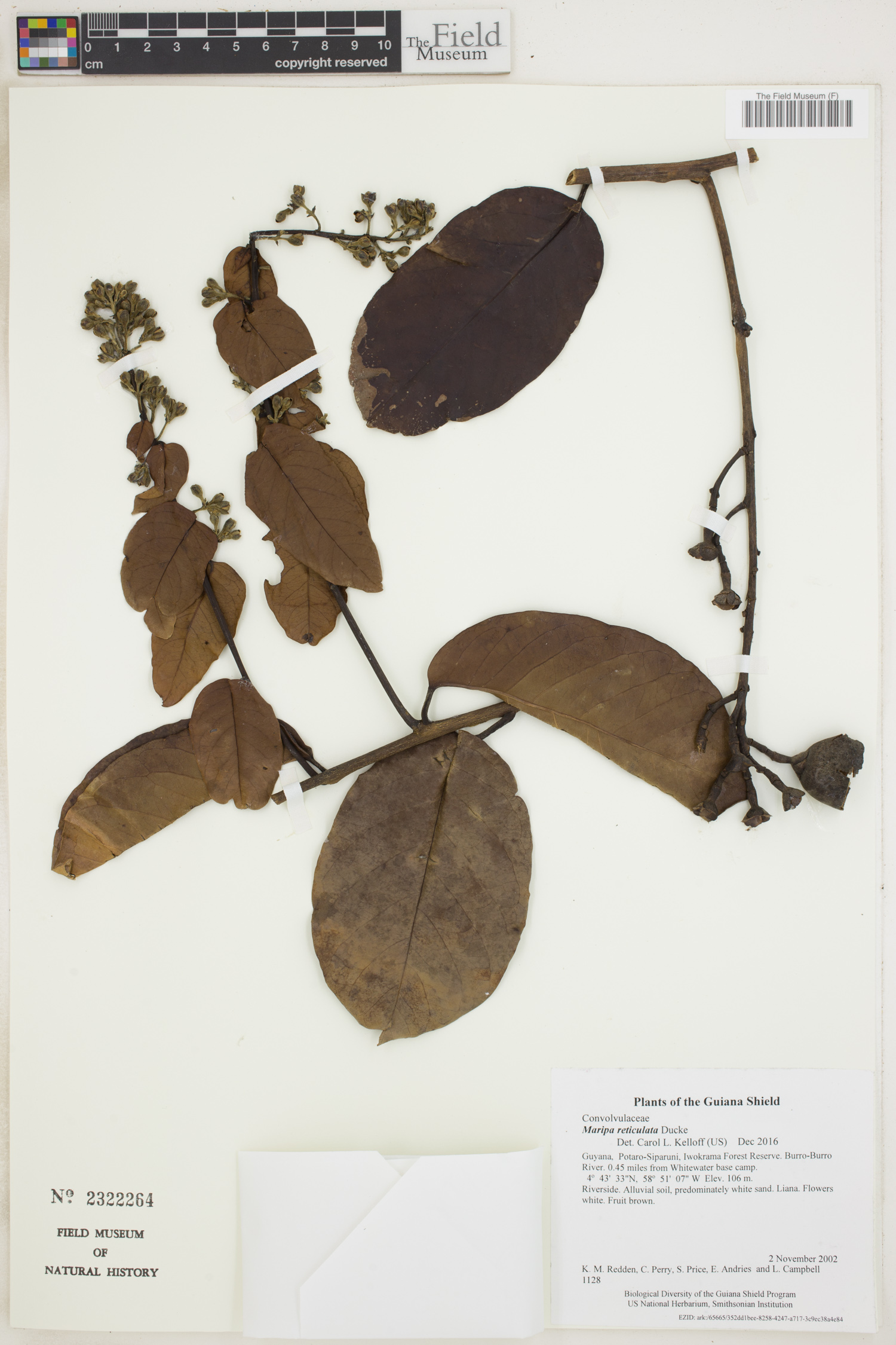 Maripa reticulata image