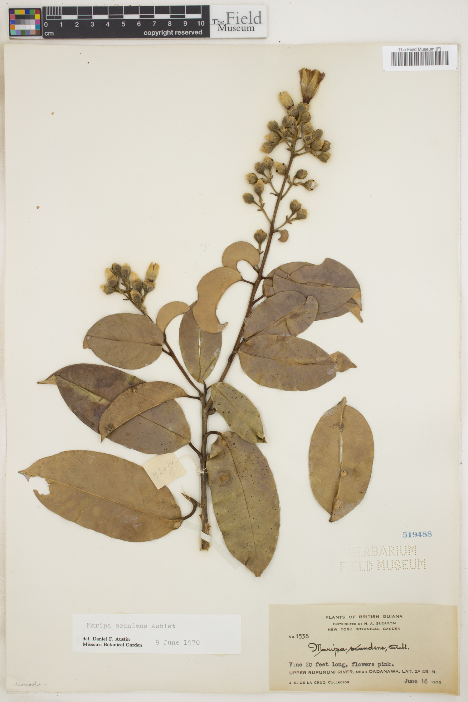 Maripa scandens image