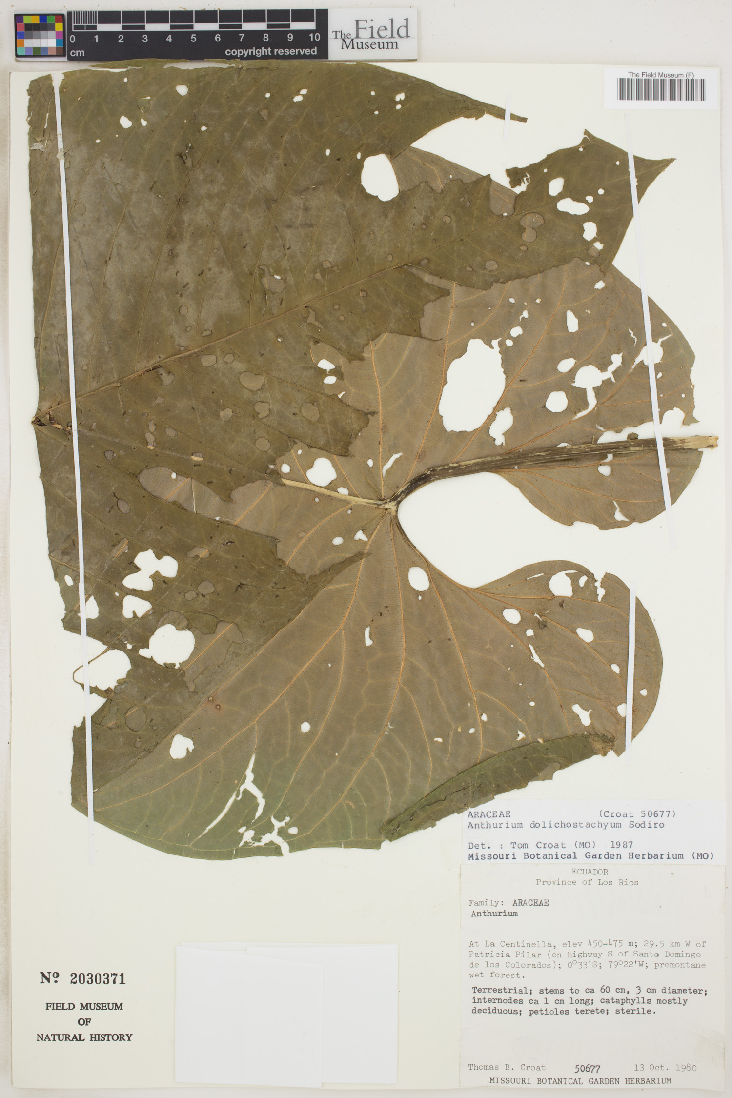 Anthurium dolichostachyum image