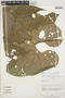 Anthurium dolichostachyum image