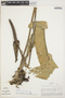 Anthurium dombeyanum image