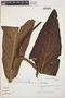 Anthurium dombeyanum image