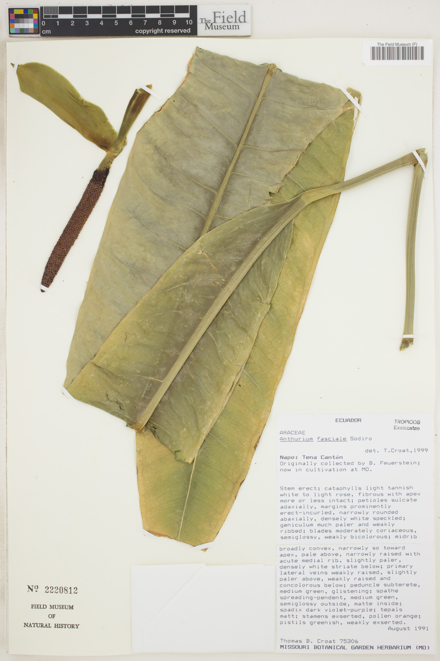 Anthurium fasciale image