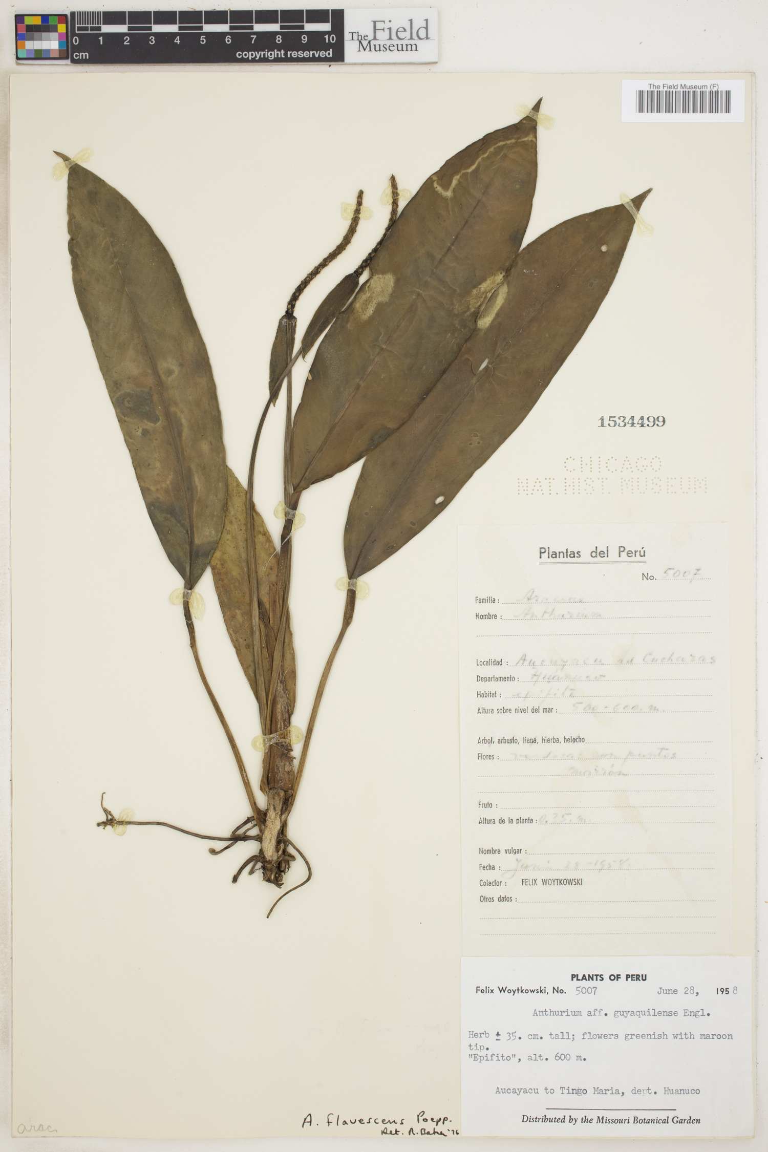 Anthurium flavescens image