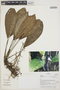 Anthurium flavescens image